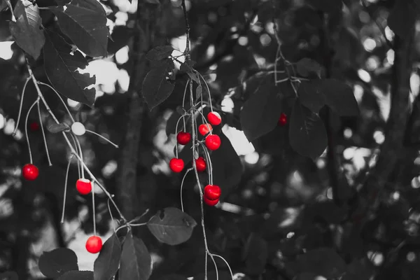 Stelletje zure kersen op kersenboom tak — Stockfoto