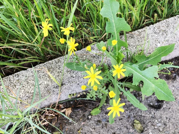 As primeiras flores amarelas na beira da estrada — Fotografia de Stock