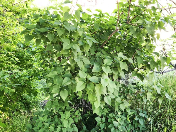 Les feuilles vertes sur fond blanc au printemps au parc naturel ont coloré de l'arbre pour se détendre dans ma vie — Photo