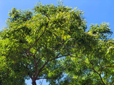 Mavi gökyüzü bulutlu ormandaki ağaçlar