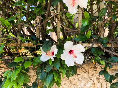 Portre, çiçek ve doğa İsrail bir sokakta.