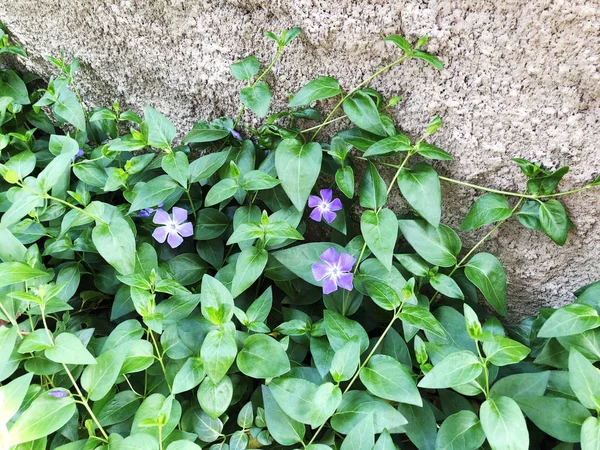 Planta de hoja verde con flores rosadas en la vieja pared de ladrillo rojo — Foto de Stock