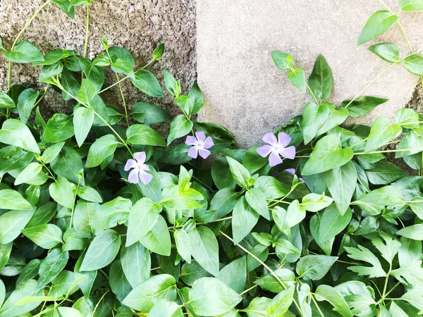 Planta Hoja Verde Con Flores Rosadas Vieja Pared Ladrillo Rojo — Foto de Stock