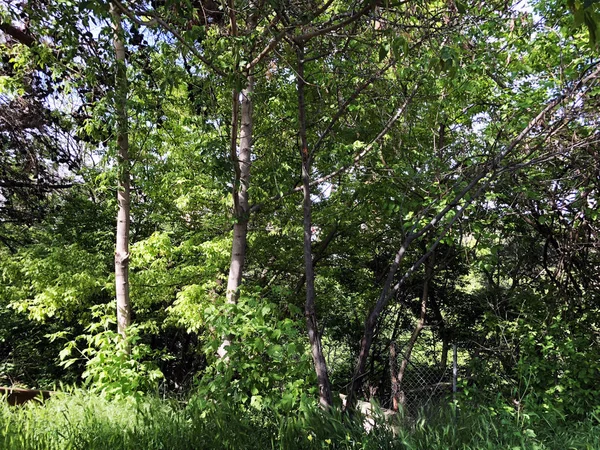 Arbres verts dans les environs de la ville. jour heure d "été — Photo