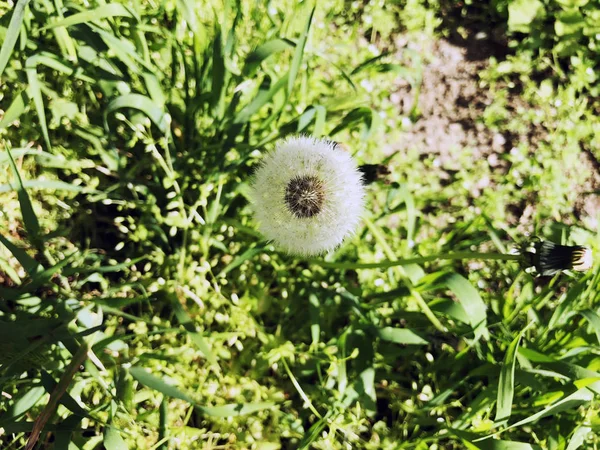 Bonito branco dandelion flores Olá conceito de verão — Fotografia de Stock