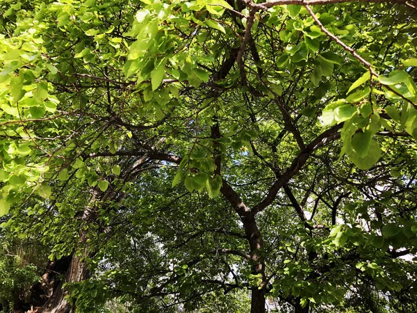 Grüne Bäume in der Umgebung der Stadt. Sommerzeit — Stockfoto