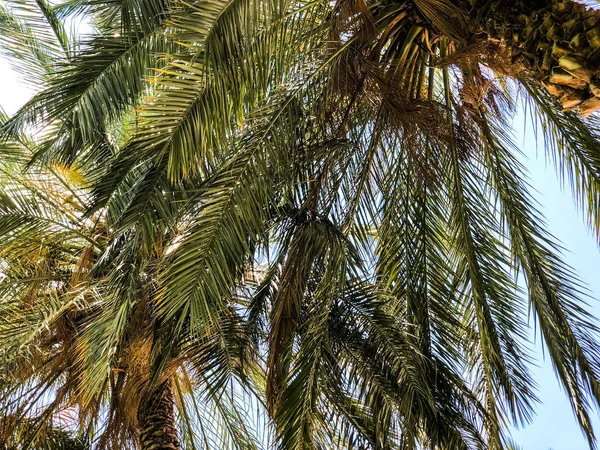 Palmeras contra el cielo azul, Palmeras sobre el cocotero de la costa tropical, árbol de verano . —  Fotos de Stock