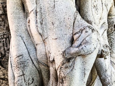 Ahşap, doğa doku. Gri arka plan. Yakın çekim