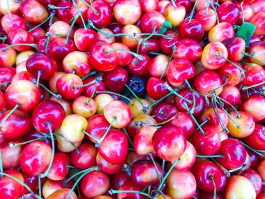 Olgun kiraz yığınını yaprak ve saplarla kapatın. Büyük bir taze kiraz koleksiyonu..