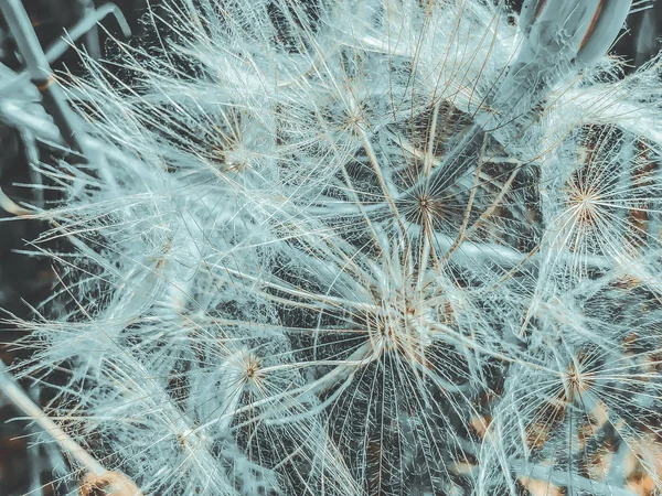 Löwenzahn im Frühling in der Natur, israel macro shot — Stockfoto