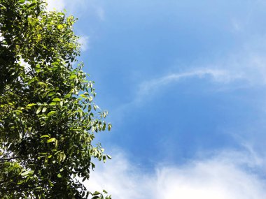 Ceviz ağacının altında blu gökyüzü arka plan Şubesi