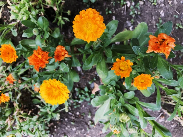 Calendulas, nebo anglicky měsíček oranžová květy rostoucí v zahradě, lék rostliny — Stock fotografie