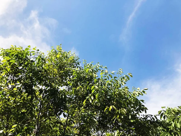 Ceviz ağacının altında blu gökyüzü arka plan Şubesi — Stok fotoğraf