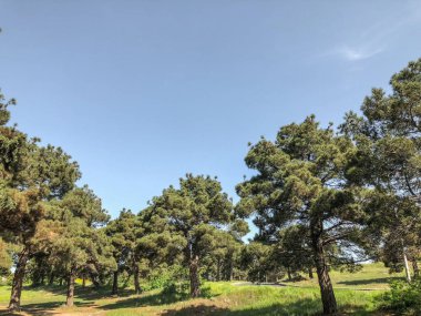 Gökyüzü güzel çam yolun yakınlarında. Yaprak dökmeyen ağaçlar atış kapatmak