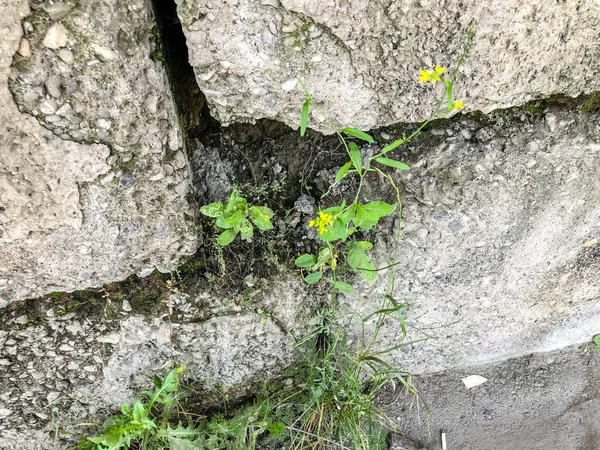 Texture desserrée mur en béton avec des feuilles vertes sur la rue. Gros plan — Photo