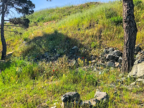 Velké kameny, dlažební kameny vedle borovice na zelené trávě u silnice. Detailní záběr záběr. — Stock fotografie