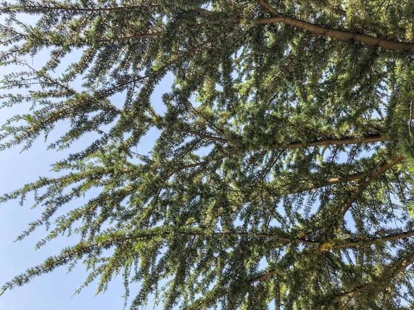 Güzel Ladin gökyüzüne karşı parkta. Yaprak dökmeyen ağaç atış kapatın — Stok fotoğraf