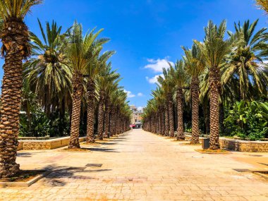 Bir sürü palmiye ağaçları Gan Ha'ir Park Rishon Le Zion, İsrail