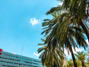 Palmiye ağaçları tropik sahil Hindistan cevizi ağacı, yaz ağaç palmiye ağaçlarının mavi gökyüzü karşı.