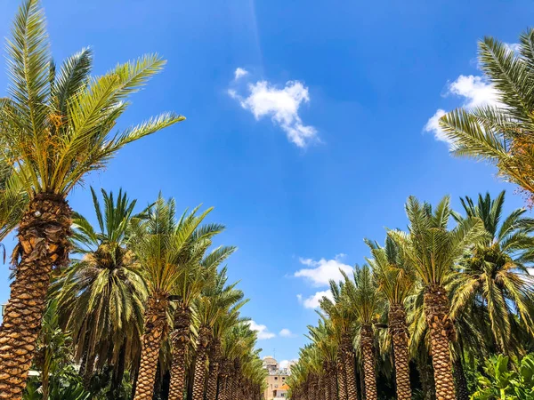 Bir sürü palmiye ağaçları Gan Ha'ir Park Rishon Le Zion, İsrail