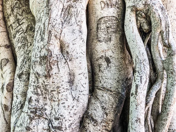 Holz, Natur Textur. grauer abstrakter Hintergrund. Nahaufnahme — Stockfoto