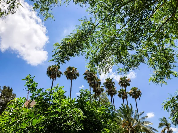 Beautiful blue sunny day, palm trees in hot summer day against sky and house. — Stock Photo, Image