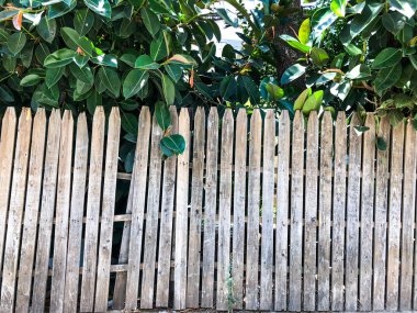 Dikey basit meşe ahşap çit arka plan close-up. Eski ahşap duvar düğümlü. Vintage rustik desen