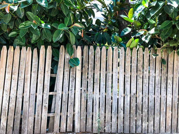 垂直単純なオーク材木製フェンス背景のクローズ アップ。古い木造制振壁によって結ばれます。ビンテージの素朴なパターン — ストック写真
