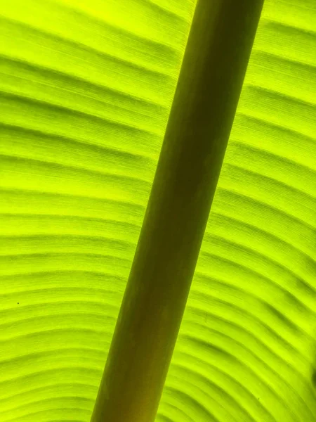Prokládané Palmový list stromu ve slunečním světle, zblízka, pozadí. — Stock fotografie