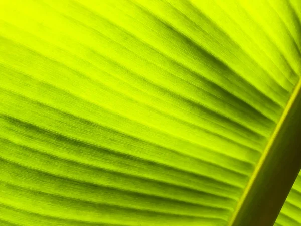 Gestreiftes Palmenblatt im Sonnenlicht, Nahaufnahme, Hintergrund. — Stockfoto