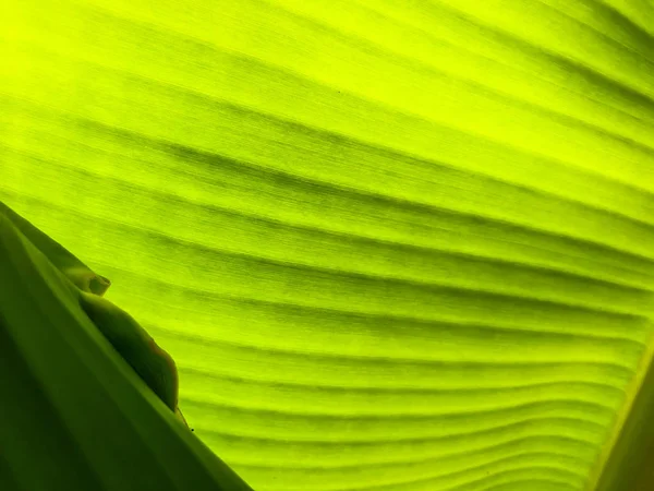 Gestreiftes Palmenblatt im Sonnenlicht, Nahaufnahme, Hintergrund. — Stockfoto