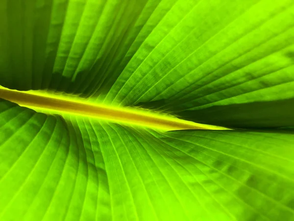 Gestreiftes Palmenblatt im Sonnenlicht, Nahaufnahme, Hintergrund. — Stockfoto