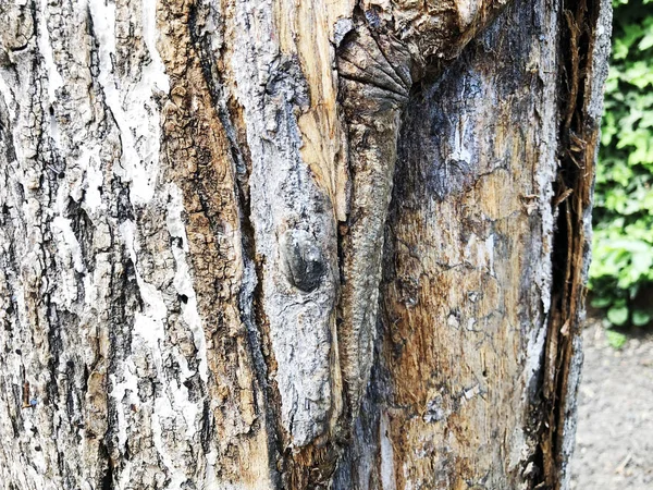 Primer plano de la corteza de un viejo árbol en el bosque —  Fotos de Stock