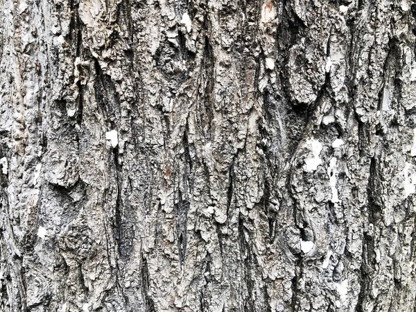 Close-up da casca de uma árvore velha na floresta — Fotografia de Stock