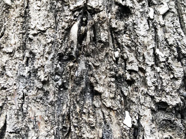 Primer plano de la corteza de un viejo árbol en el bosque —  Fotos de Stock