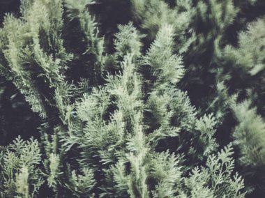  Bulanık Bahar bırakır. Soyut hareket bulanıklığı etkisi