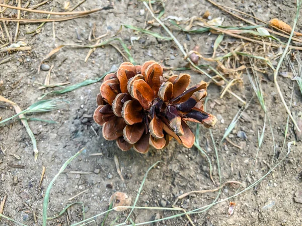 Kerucut pinus jatuh ke tanah dari pohon pinus. Tutup tembakan — Stok Foto