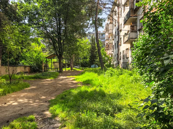 Солнечный день в городском жилом дворе. Сосновые шишки упали на землю с сосны . — стоковое фото