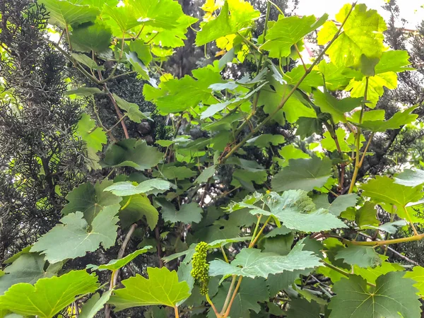 La vigne, les feuilles de raisin, les raisins au printemps dans une cour de ville par une journée ensoleillée — Photo