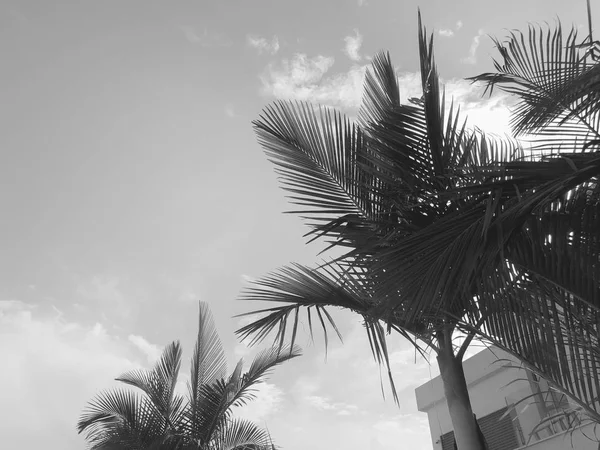 Tropical palm tree against the blue sky background. View from bottom on top — Stock Photo, Image