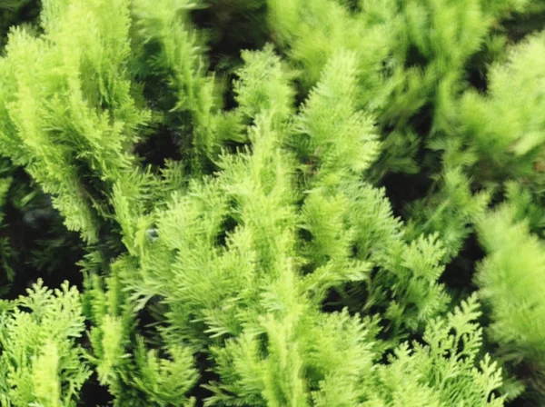  Bulanık Bahar bırakır. Soyut hareket bulanıklığı etkisi