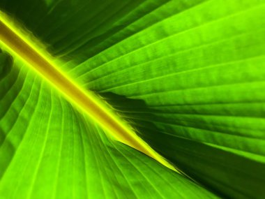 Çizgili palmiye ağacı yaprak güneş ışığı altında yakın çekim, arka plan. 