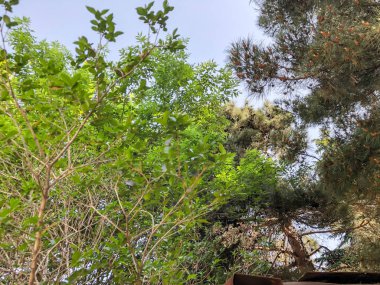 Güzel ağaçlar ve parkta eski kozalaklı. Alttan en üste göster.