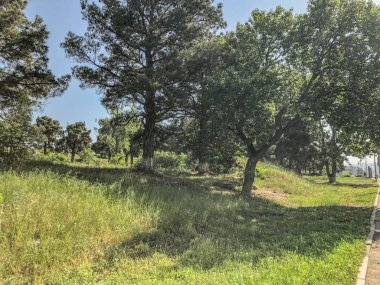 Gökyüzü güzel çam yolun yakınlarında. Yaprak dökmeyen ağaçlar atış kapatmak