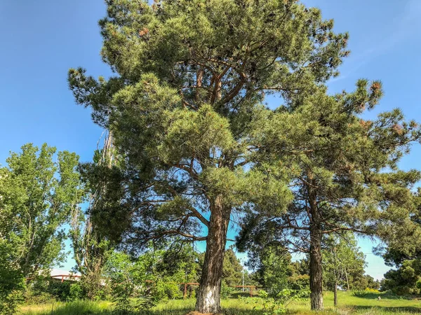 Сосны и сосны на фоне неба возле дороги. Крупный план вечнозеленых деревьев — стоковое фото