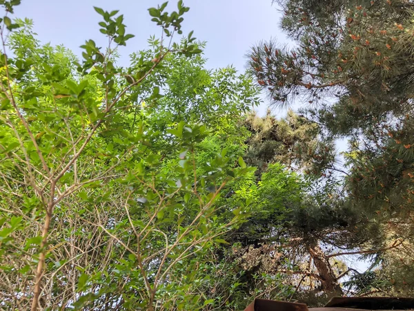 Güzel ağaçlar ve parkta eski kozalaklı. Alttan en üste göster.