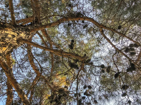 Gökyüzüne karşı koniler ile güzel eski kozalaklı. Alttan en üste göster