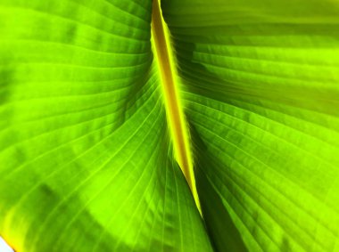 Çizgili palmiye ağacı yaprak güneş ışığı altında yakın çekim, arka plan. 