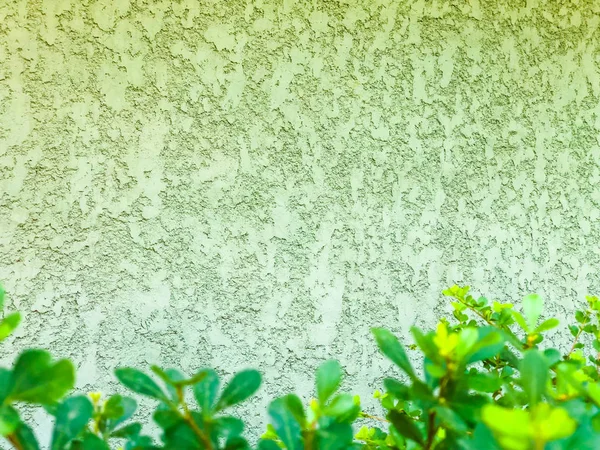 Textura de una hoja verde junto a una pared verde texturizada — Foto de Stock