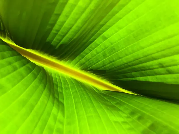 Gestreept blad van de boom van de Palm in zonlicht, close-up, achtergrond. — Stockfoto